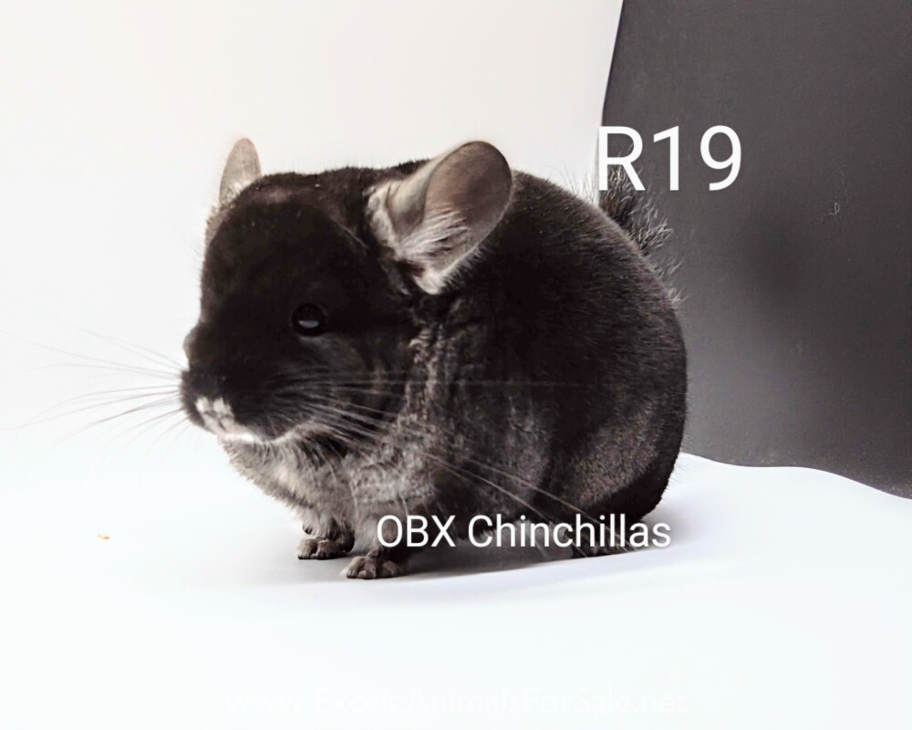 Black Velvet Ebony Chinchilla for Sale